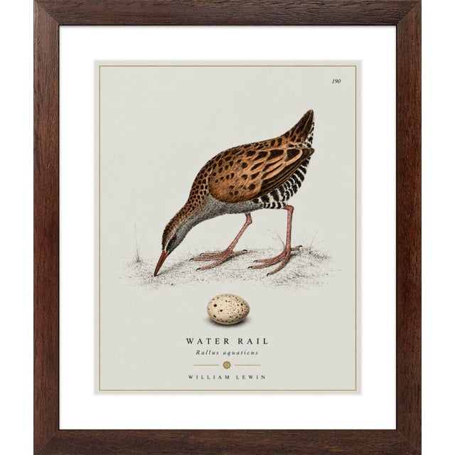 Not Yet Made - Made To Order William Lewin 1789 Waterbirds Fine Art Gallery Board Print - The Water Rail For Sale - Image 5 of 14