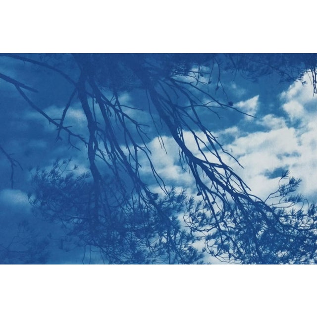 Wood Malibu Pine Sea Vier 100x70cm, Hand Painted Cyanotype on Watercolor Paper, Limited Edition, Coastal Living Art For Sale - Image 7 of 11