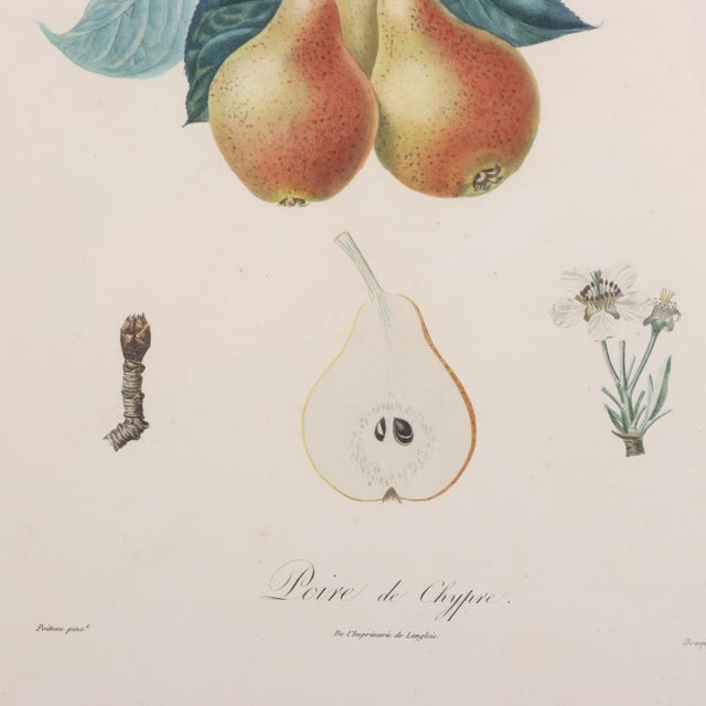 19th Century Framed Botanical Fruit Prints by Pierre François Turpin - Set of 4 For Sale - Image 4 of 9