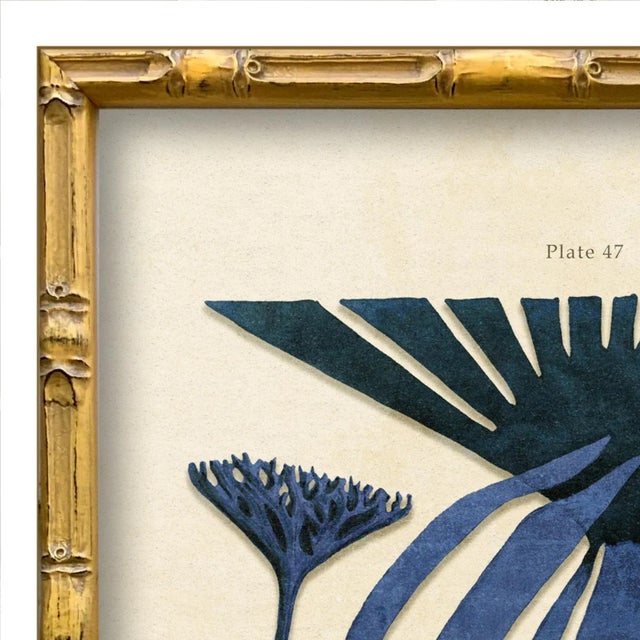 Various Artists Vintage Seaweed Art Print Reproduction (1), Framed For Sale - Image 4 of 4