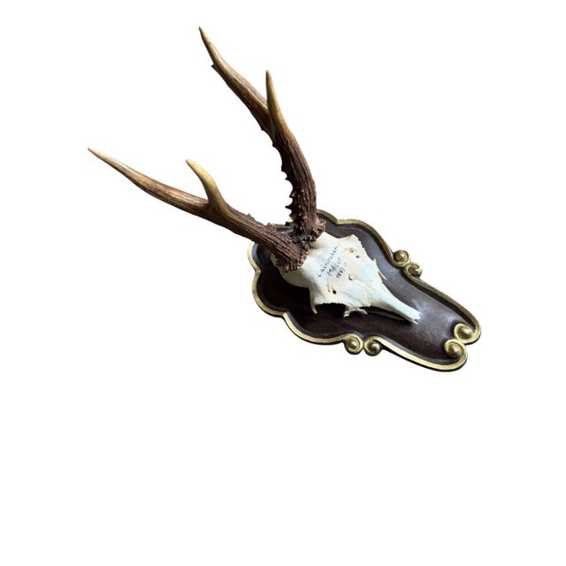 Cabin Roe Deer Trophy Ds26 Black Foret Antlers Mount For Sale - Image 3 of 5