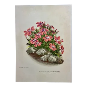 Antique Botanical Print From England Showcasing Delicate Pink Alpine Flowers - Circa 1893