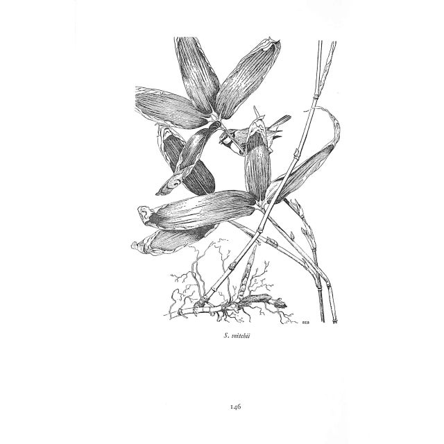 Paper "Bamboos: A Gardener's Guide to Their Cultivation in Temperate Climates" 1968 Lawson, a.h. For Sale - Image 7 of 8