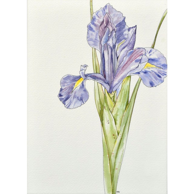 Beautiful watercolor, pen and ink floral study of a purple iris, with brilliant attention to detail and a signature...