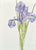 Beautiful watercolor, pen and ink floral study of a purple iris, with brilliant attention to detail and a signature...