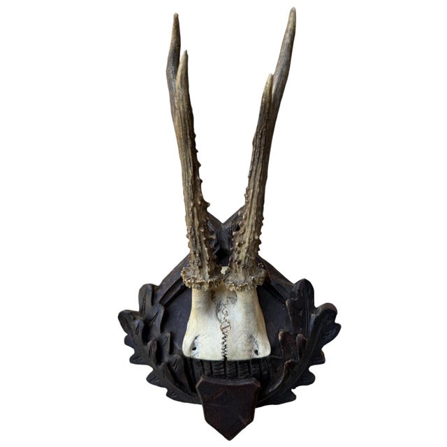 Roe deer trophy mounted on a wood plaque with oak leaves