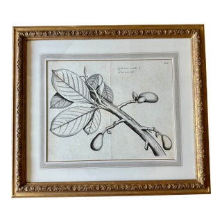 Dennis & Leen Botanical Print With Gilded Frame – DL-Art 39 For Sale