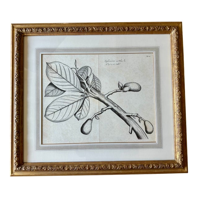 Dennis & Leen Botanical Print With Gilded Frame – DL-Art 39 For Sale