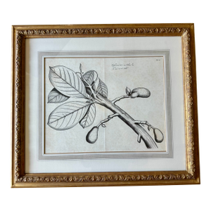 Dennis & Leen Botanical Print With Gilded Frame – DL-Art 39