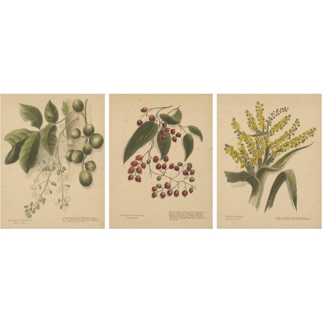 Botanical, 1890, Lithographs, Paper, Set of 3 For Sale - Image 10 of 10