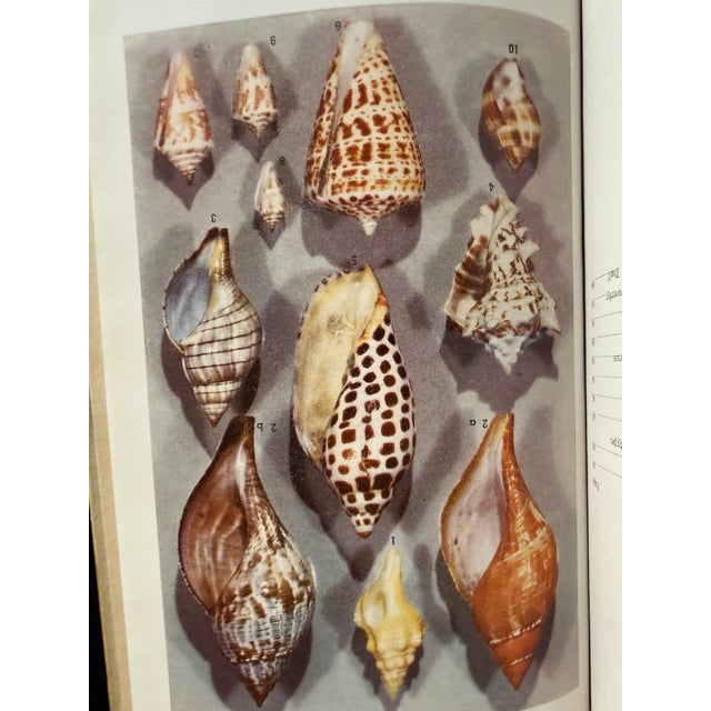 Paper Florida Marine Shells by Cn Vilas and Nr Vilas For Sale - Image 7 of 8