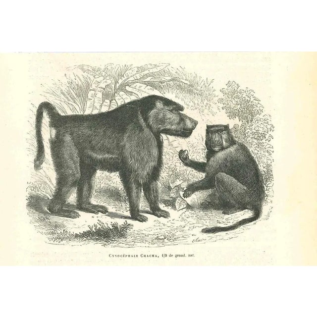 Cynocéphale Chacma is an original lithograph on ivory-colored paper, realized by Paul Gervais (1816-1879). The artwork is...