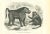 Cynocéphale Chacma is an original lithograph on ivory-colored paper, realized by Paul Gervais (1816-1879). The artwork is...