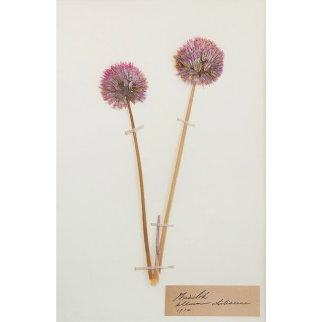 American Custom Framed Antique Swedish Botanical Herbariums - Set of 2 For Sale - Image 3 of 9