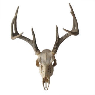 Weathered Deer Skull with Antlers For Sale