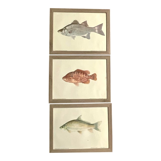 Mid 20th Century Set of 3 Vintage Dept.of the Interior/U.S. Fish and Wildlife Service, Color Plate Original Prints Framed. For Sale