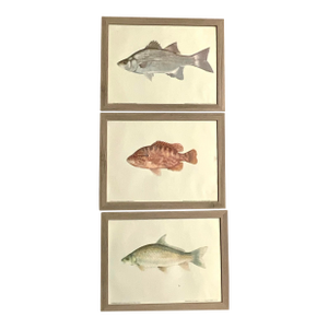 Mid 20th Century Set of 3 Vintage Dept.of the Interior/U.S. Fish and Wildlife Service, Color Plate Original Prints Framed.