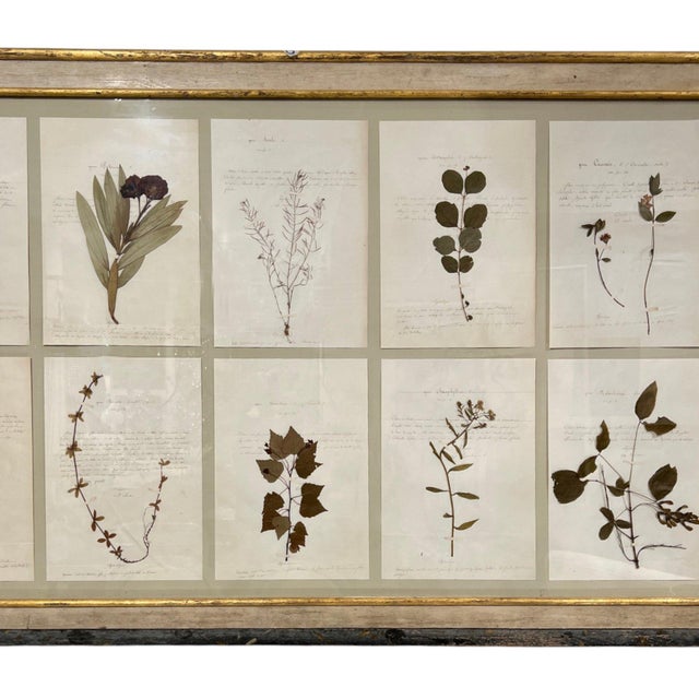 18th Century Swedish Framed Botanical Collection For Sale In New Orleans - Image 6 of 7