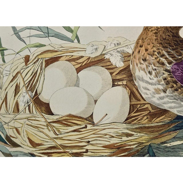 Eurasian Teal Duck: An 18th Century Hand-Colored Nozeman Engraving "Anas Crecca", 1770 For Sale - Image 4 of 4