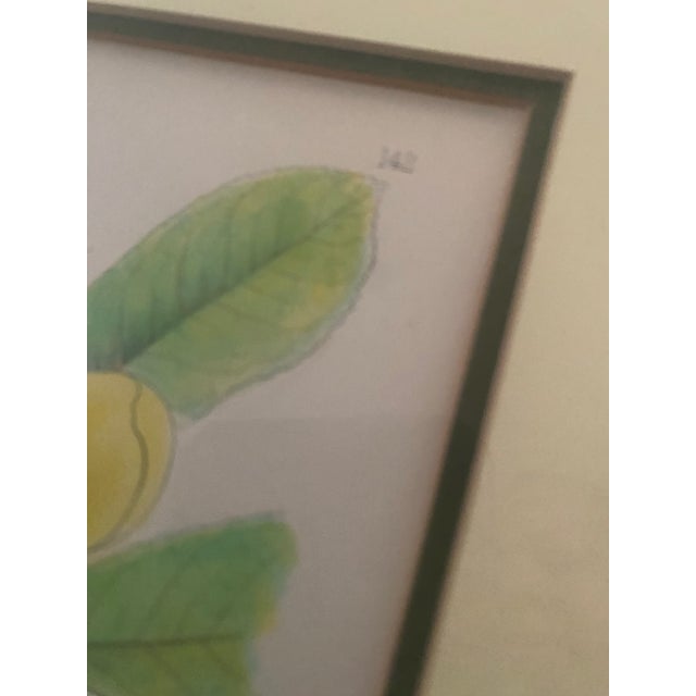 Sculpture Materials Mid-Century Framed Mark Catesby "Gordonia Loblolly Bay" Botanical Print, Coffey & Thompson For Sale - Image 7 of 12