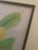 Sculpture Materials Mid-Century Framed Mark Catesby "Gordonia Loblolly Bay" Botanical Print, Coffey & Thompson For Sale - Image 7 of 12