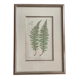 Vintage Henry Bradbury Fern Print, Framed For Sale