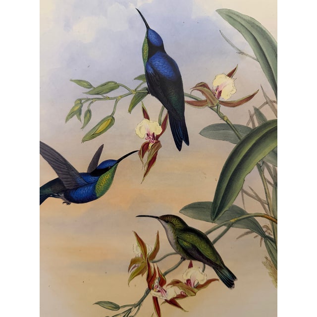 1990s Framed Prints, Set of 4, Swallow-Tail, Refulgent Wood Nymph, Black-Banded Wood Nymph, Blue-Crowned Wood Nymph Hummingbird Hill House Editions For Sale - Image 15 of 17
