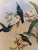 1990s Framed Prints, Set of 4, Swallow-Tail, Refulgent Wood Nymph, Black-Banded Wood Nymph, Blue-Crowned Wood Nymph Hummingbird Hill House Editions For Sale - Image 15 of 17