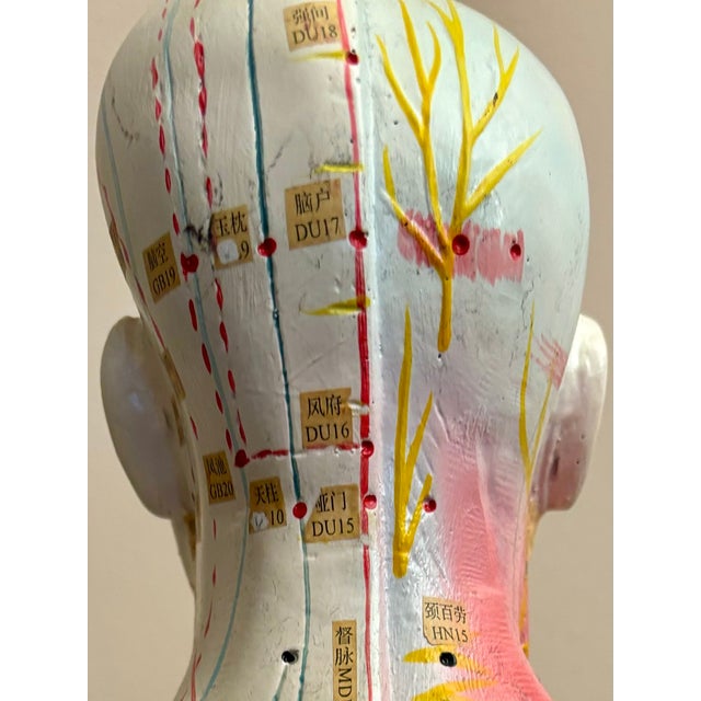 Anatomy of Man Acupuncture Detachable Arms, 1965 For Sale - Image 15 of 18