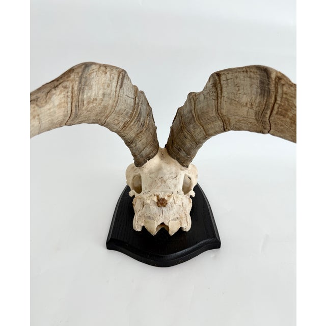 Wood German Steinbok Wild Goat Horns For Sale - Image 7 of 8