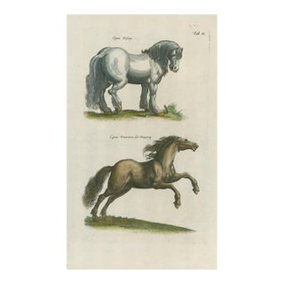 Antique Natural History Hand-Colored Engraving – Horses, Tab. II-1750' For Sale