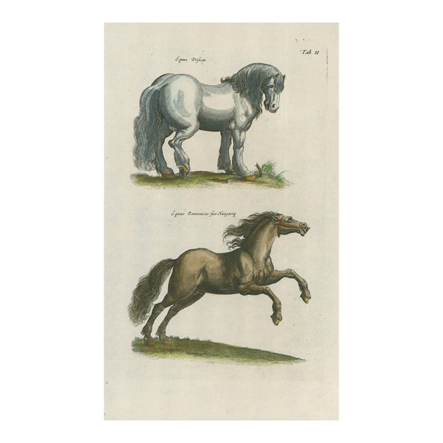 Antique Natural History Hand-Colored Engraving – Horses, Tab. II-1750' For Sale