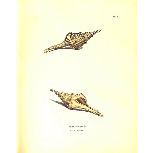 "Exotic Conchology or Drawings and Descriptions of Rare Beautiful or Undescribed Shells" 1968 Swainson, William For Sale - Image 12 of 12
