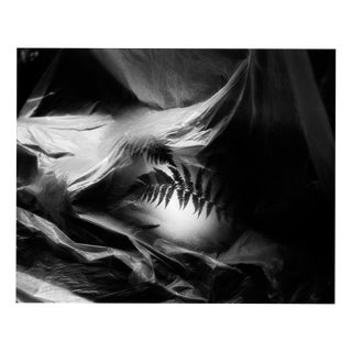 Ugne Pouwell, Fern No. 3, 2026, Analogue Botanical Photograph For Sale