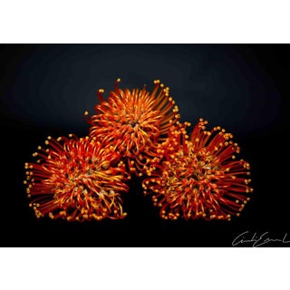 Flowers Shot, 2010s, Photography For Sale