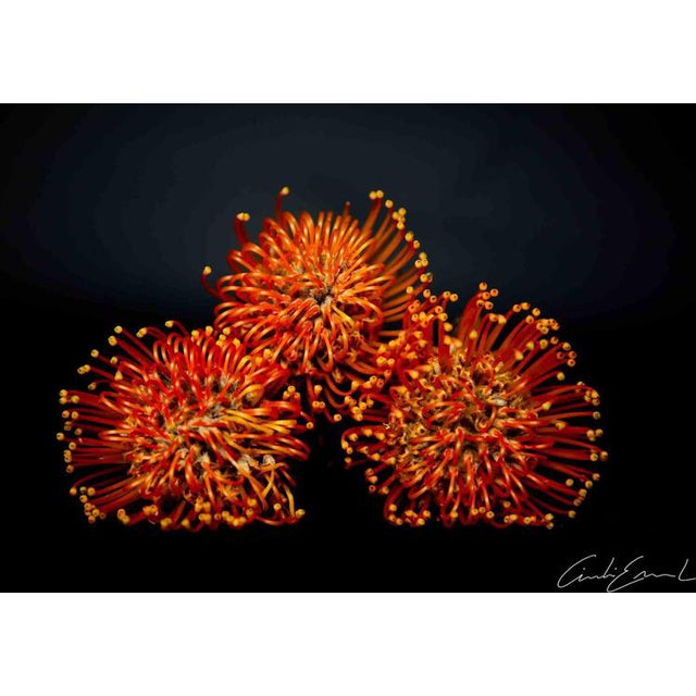 Flowers Shot, 2010s, Photography For Sale
