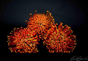 Flowers Shot, 2010s, Photography