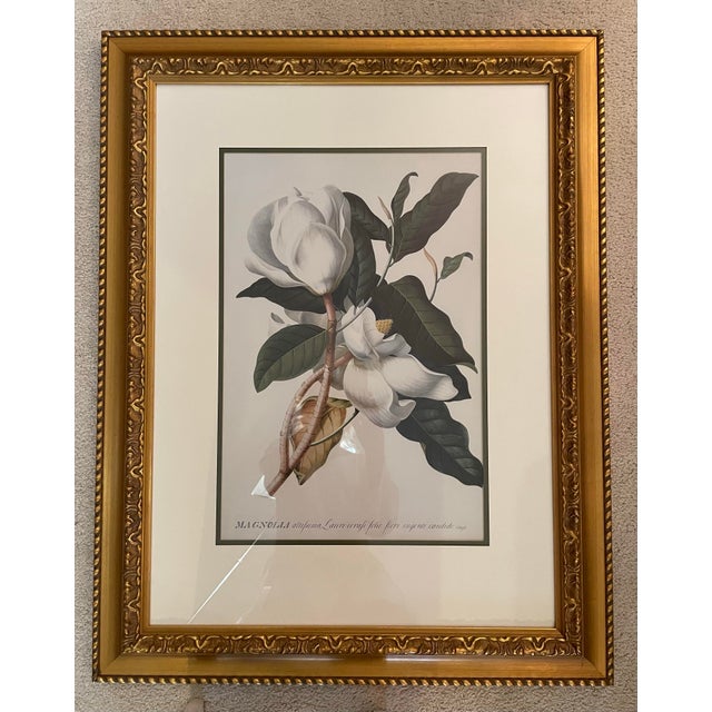 Pair of Magnolia Botanical Framed Prints based on the work of Georg Dionysius Ehret (1708-1770) from Christoph Jakob...