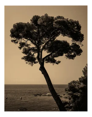 Ugne Pouwell, Prevail, 2022, Photography