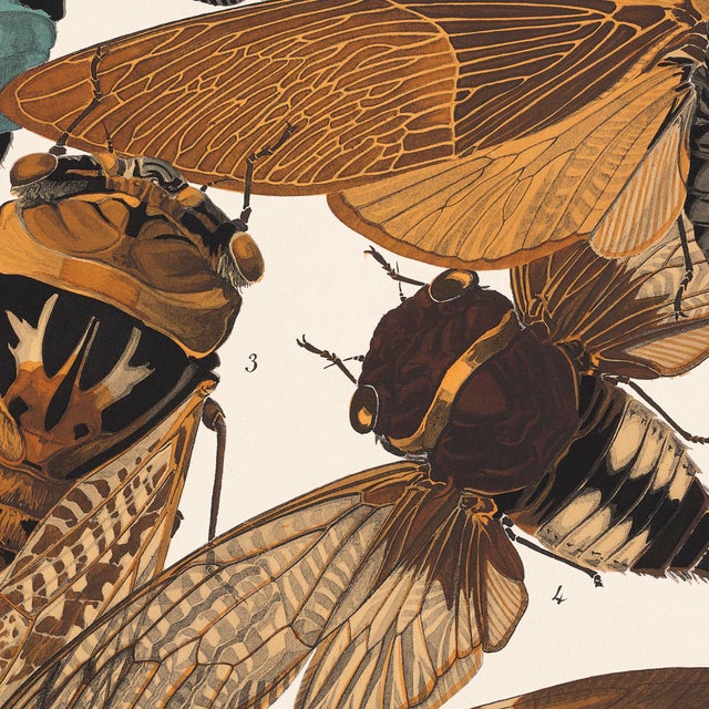 Contemporary Insects Plate 1 Giclee Reproduction Art Print After Emile Allain Séguy For Sale - Image 3 of 4