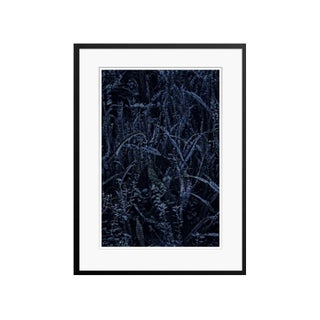 Stuart Möller, Dark Fern, 2020, Colour Photograph For Sale