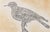Modern Maria Paletta, Carrier Pigeon, Etching For Sale - Image 3 of 6