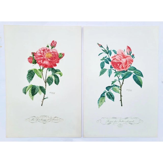Antique White Vintage French Portfolio Set of 14 Etching Plates Botanical Floral Engravings - Paris For Sale - Image 8 of 12