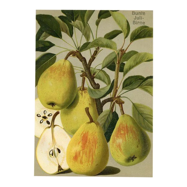 German Pear Print, 1908 Lithograph For Sale