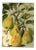 German Pear Print, 1908 Lithograph For Sale
