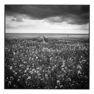 Paul Cooklin, Rapeseed, Happisburgh I, Norfolk, Edition of 50 For Sale