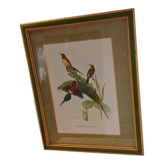 1990s Print Mrs. Gould's Songbird After John Gould For Sale