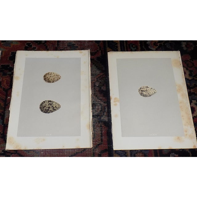 Realism Antique 19th Century Hand Colored Egg Lithographs - Set of 12 For Sale - Image 3 of 9