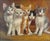 Willi Franken oil on canvas of five curious kittens Willy FRANKEN (1911-1984) William Franken aka Willy or Willi (German...