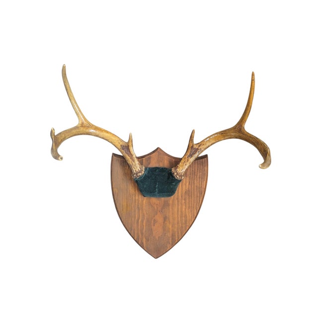 Ralph Lauren Home Vintage Stag Deer Antler Taxidermy Trophy Mount Wall Plaque For Sale - Image 4 of 5